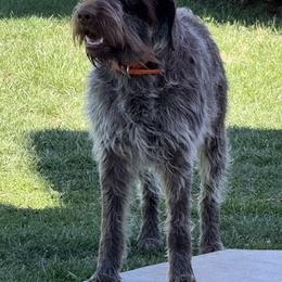 Wirehaired Pointing Griffon All Grown Up from Luther Smith