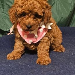 Red Rita - Red  female Poodle puppy in Willis, Texas from Golden's Poodles