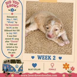 Windy - Cream female Goldendoodle puppy in Frostproof, Florida from Lover Dover Doodles