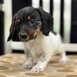 Wire hair Black Pie Girl - Piebald female Dachshund puppy in Nashville, Arkansas from Whisenhunt Farms