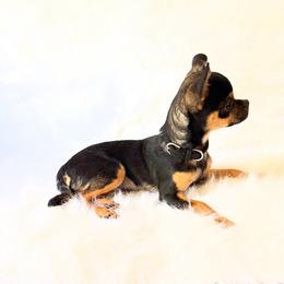 Maxwell - Black and tan male Chihuahua puppy in Sacramento, California from Honey Bee Chihuahua’s