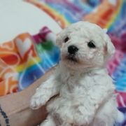 Dominico (green boy) - White male Bolognese puppy in San Antonio, Texas from My Regal Bolognese