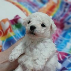 Dominico (green boy) - White male Bolognese puppy in San Antonio, Texas from My Regal Bolognese