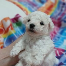 Dominico (green boy) - White male Bolognese puppy in San Antonio, Texas from My Regal Bolognese