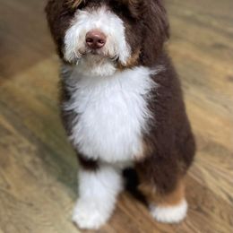 Goose - Bernedoodle