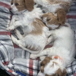 Cavalier King Charles Spaniels and Cavapoos from Precious Puppies