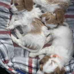 Cavalier King Charles Spaniels and Cavapoos from Precious Puppies