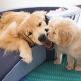 Golden Retriever Puppies from Honeysweet Goldens