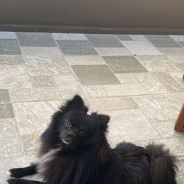 Pomeranian All Grown Up from Natalia Aguilera