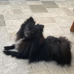 Pomeranian All Grown Up from Natalia Aguilera