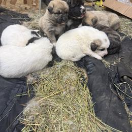 Boy 5 - Brindle male Mastiff puppy in Port Townsend, Washington from Pam’s Perfect Pugs & MasPyrs
