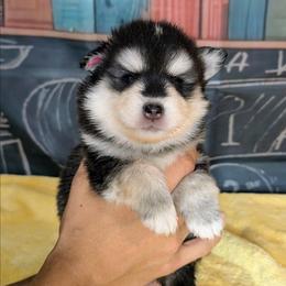 Atlas-2200 - Black and white male Pomsky puppy in Spring Hill, Florida from www.PuppyTimeEmporium.com