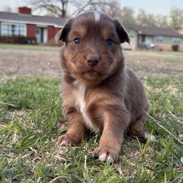 Girl 3 - Red tri-color female Australian Shepherd puppy in Lubbock, Texas from REKN’ Kennel Aussies
