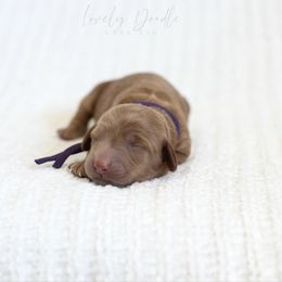 Purple Collar Girl - Red female Australian Labradoodle puppy in Thousand Oaks, California from Lovely Doodle Lane