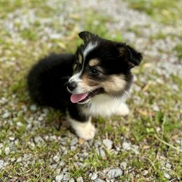 Pink Collar Ivy - Black and tan Pembroke Welsh Corgi puppy in Paris, Kentucky from Flat Run Corgis