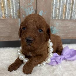 Mulan - Red  female Goldendoodle puppy in Calico Rock, Arkansas from Cottrell’s Poodles & Doodles