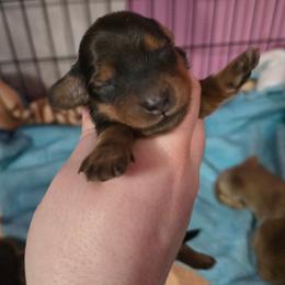 Garnet - Red male Dachshund puppy in Windom, Minnesota from Aster Creek Dachshunds & Australian Shepherds
