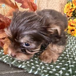 Boy 2 - Chocolate and tan male Yorkshire Terrier puppy in Hudson, Florida from MCM Acres