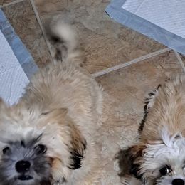 Shih Tzus from Stella's Shih Tzus