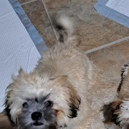 Shih Tzus from Stella's Shih Tzus