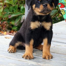 Pomsky, Rottweiler, Shetland Sheepdog, and Toy Shetland Sheepdog Puppies from Mountain High Kennels