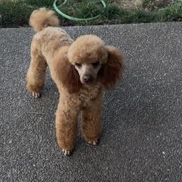 Kodi - Apricot male Poodle puppy in Yelm, Washington from Serendipity Miniature Apricot Poodles