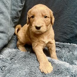 Matey - Red  male Goldendoodle puppy in Placerville, California from New Dawn Poodles and Doodles
