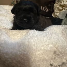Boy 1 - Red male Shihpoo puppy in Graham, North Carolina from Geise Meadow Doodles