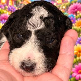 Boy 2 - TBD - Parti male Goldendoodle puppy in Allegan, Michigan from Cocoa Doodles