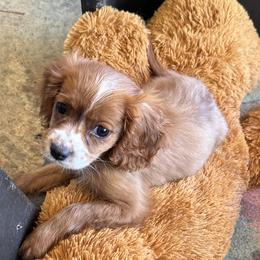 Australian Shepherd and Cavapoo Puppies from Dubose Kennels