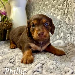 Phillip - Chocolate and tan male Dachshund puppy in Aiken, South Carolina from State Eight Dachshunds