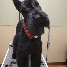 Giant Schnauzer Puppies from Giant Strides Giants