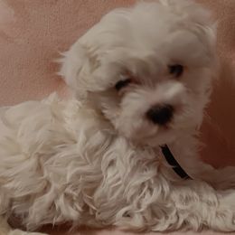 Maltese from Desrosier