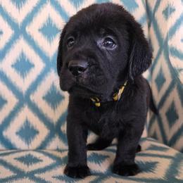 Yellow collar female - Black female Labrador Retriever puppy in Holyoke, Massachusetts from Urban Oak Labradors LLC