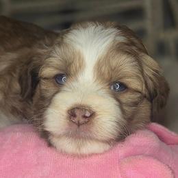 Samantha - Sable female Aussiedoodle puppy in Lincoln, California from Pasta Puppies Doodles
