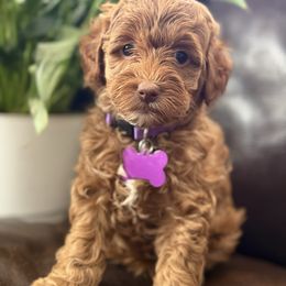 Purple collar Ani - Caramel red female Australian Labradoodle puppy in Fontana, California from Grammy's Puppy Love doodles and poodles