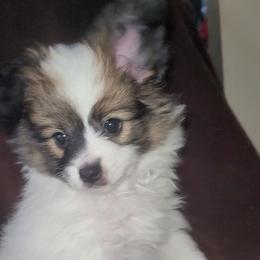 Sable male 4 - Sable male Papillon puppy in Florida from Tammy's Papillon Playpen