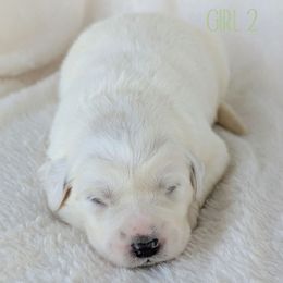 Girl 2 - White female Great Pyrenees puppy in Yakima, Washington from Naches Heights Ranch
