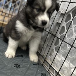 Siberian Husky Puppies from The Rulon Den