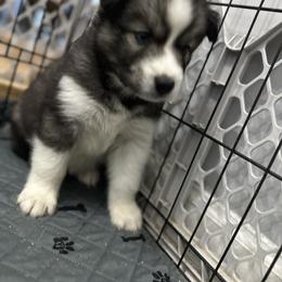 Siberian Husky Puppies from The Rulon Den