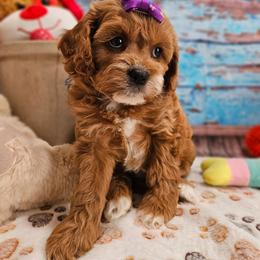 Rae - Red female Cavapoo puppy in Lebanon, Missouri from Leerose Puppies