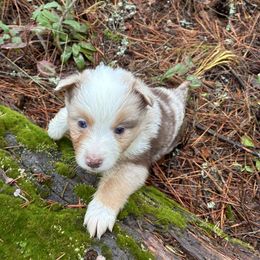 Carmel - Red merle female Miniature Australian Shepherd puppy in Priest River, Washington from Offgrid Aussies