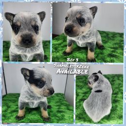 Boy 3 - Blue male Australian Cattle Dog puppy in Bradford, Arkansas from Cedar Rock Heelers and Kelpies