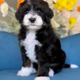 Goldfish - Tri-color male Bernedoodle puppy in Yuciapa, California from AlltheDoodlez_