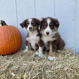 Miniature Australian Shepherd Puppies from Wild Outlaw Aussies