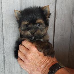 Boy 2 - Black and gold male Yorkshire Terrier puppy in Jamestown, Tennessee from Green Ridge