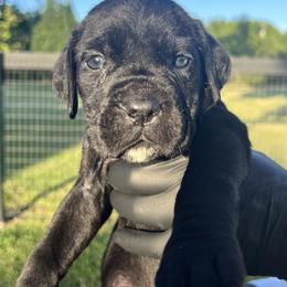 Pink Collar (Bella) -Beautiful, affectionate, and sweet-natured, yet tough, confident - Black female Cane Corso puppy in Texas from Jolaw Kennel