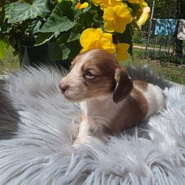 Oak - Piebald female Dachshund puppy in Grant, Michigan from Low Down Dashchuand