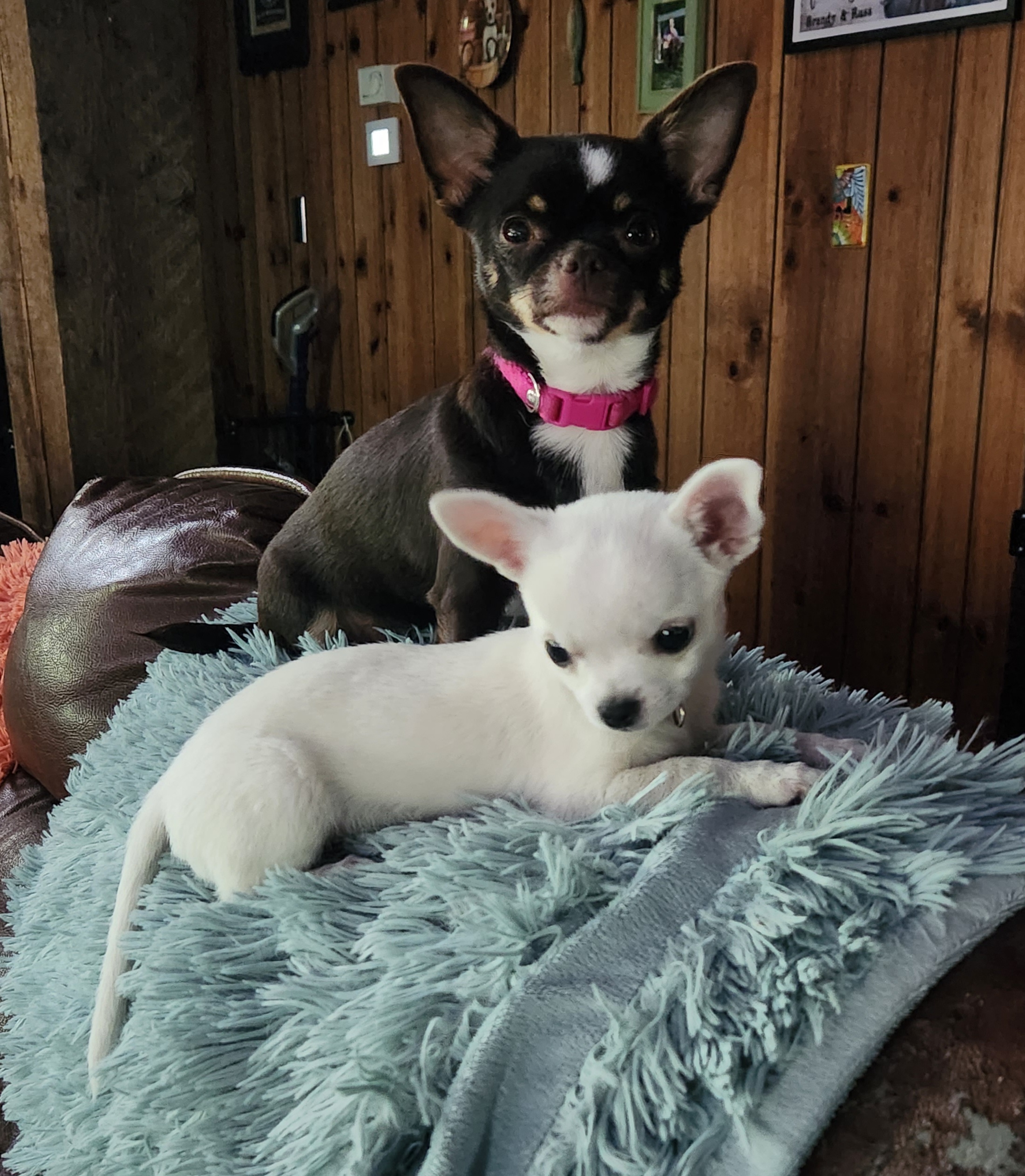 Chihuahua Puppies from OutLaw Chihuahua's