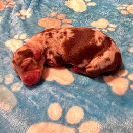Chocolate Cream Dapple Boy 2 - Dapple male Dachshund puppy in Madison, Indiana from Jensen Dobermans and Dachshunds